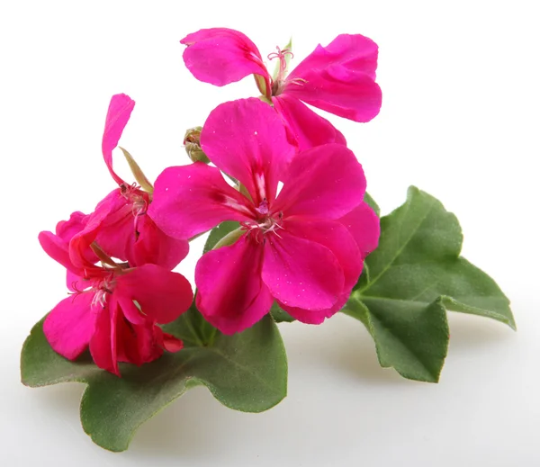 Pelargonienblüten — Stockfoto