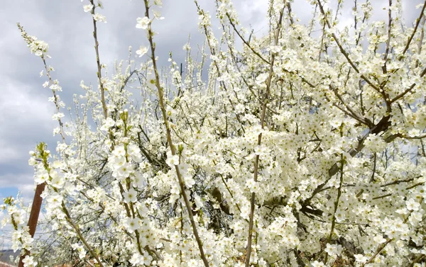 Primavera — Foto Stock