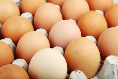 Yumurta - renkli görüntü