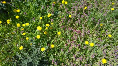 Stok Fotoğraflar - renkli görüntü