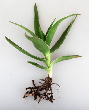 Stok Fotoğraflar - renkli görüntü