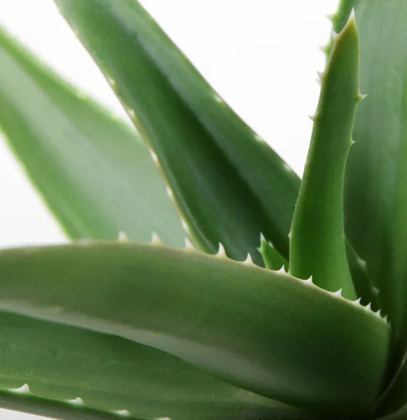 Aloe vera — Foto Stock