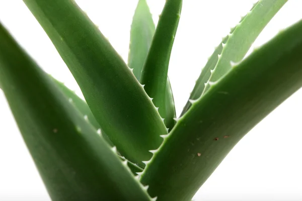 Aloe Vera — Stockfoto