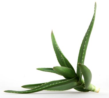 aloe vera bitkisi