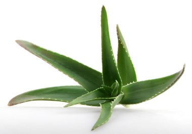 aloe vera bitkisi