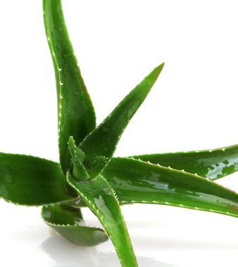 aloe vera bitkisi