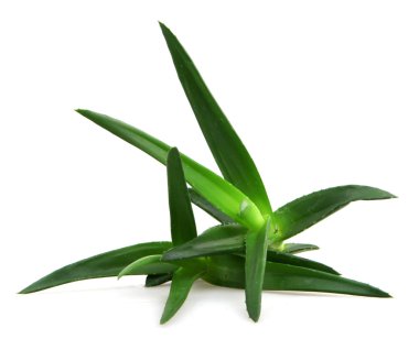 aloe vera bitkisi