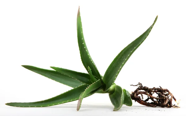 Aloe vera növény — Stock Fotó