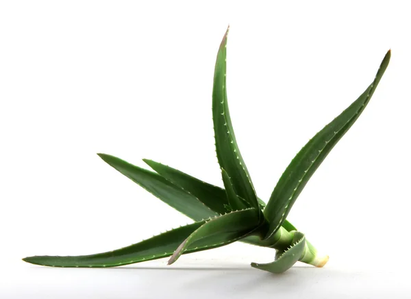 Aloe vera rostlina — Stock fotografie