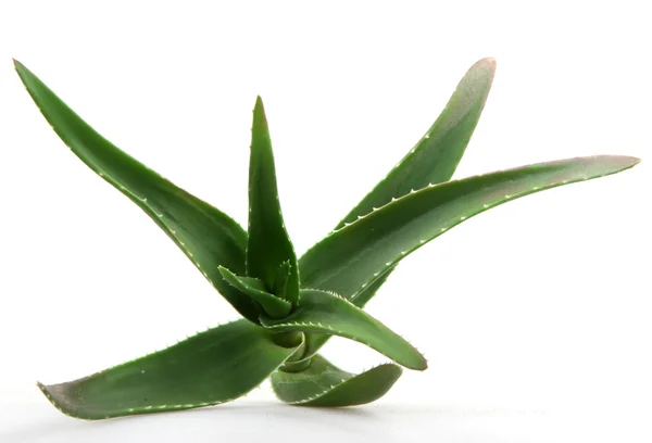 Planta de aloe vera — Fotografia de Stock