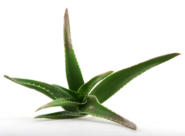 Aloë vera-plant — Stockfoto