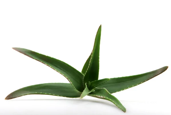 Aloe vera växt — Stockfoto