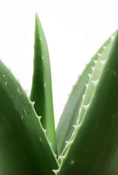 Pianta di aloe vera — Foto Stock