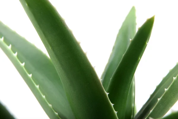 Φυτό aloe vera — Φωτογραφία Αρχείου