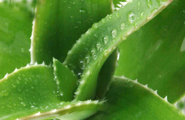 Aloe vera-plante – stockfoto