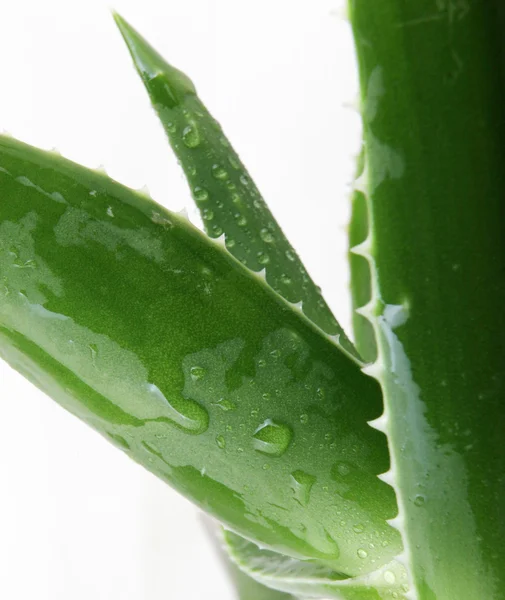 Aloe vera plant — Stock Photo, Image