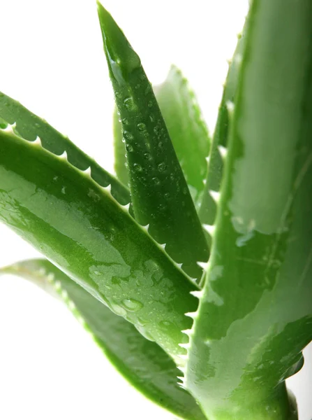 Pianta di aloe vera — Foto Stock