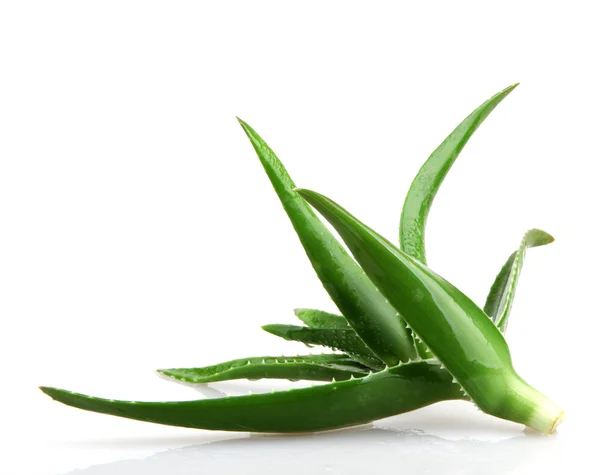aloe vera bitkisi