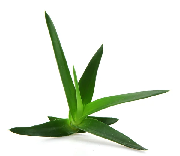 Aloe vera növény — Stock Fotó