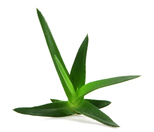 Aloe vera növény — Stock Fotó