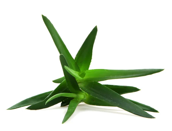 Pianta di aloe vera — Foto Stock