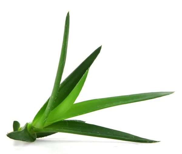 Planta de aloe vera —  Fotos de Stock