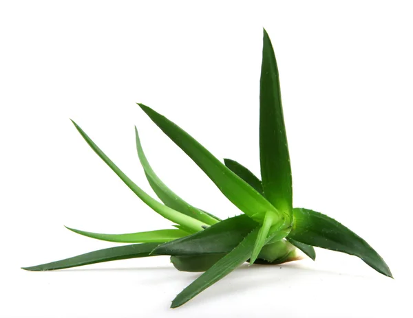 Aloe vera bitkisi — Stok fotoğraf