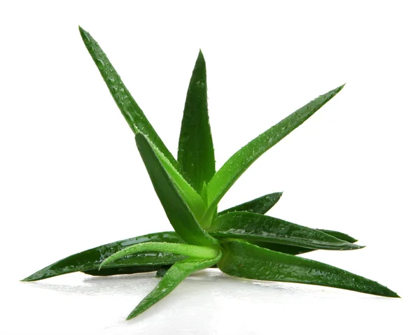 Aloe vera rostlina — Stock fotografie