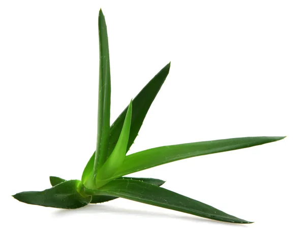 Aloe vera kasvi — kuvapankkivalokuva