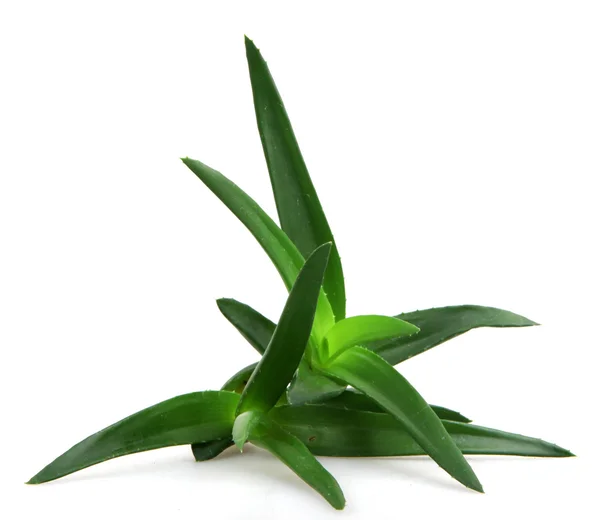 Aloe vera növény — Stock Fotó