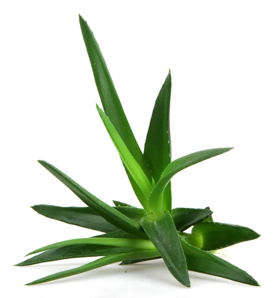 Aloe vera rostlina — Stock fotografie