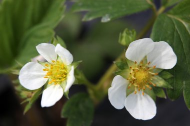 Stok Fotoğraflar - renkli görüntü