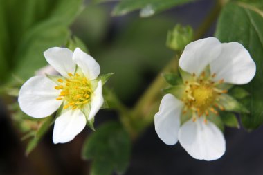 Stok Fotoğraflar - renkli görüntü