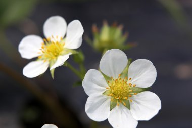 Stok Fotoğraflar - renkli görüntü