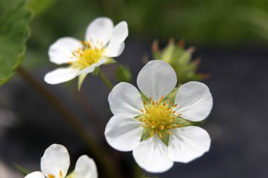 Stok Fotoğraflar - renkli görüntü