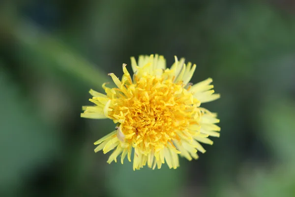 Bilder Färgbild — Stockfoto