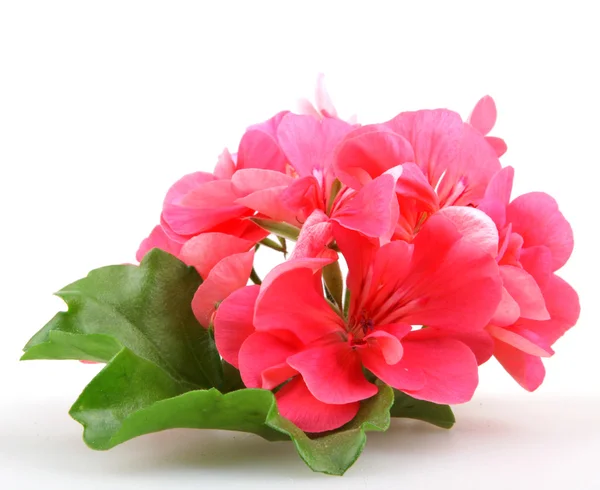 Geranio Pelargonio — Foto Stock