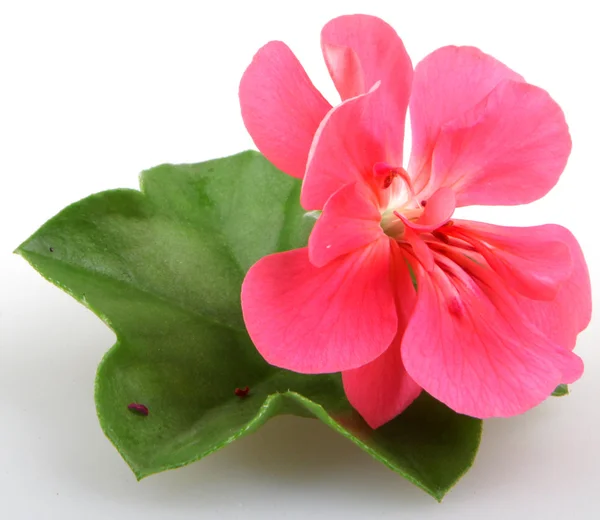 Pelargonien-Geranien — Stockfoto