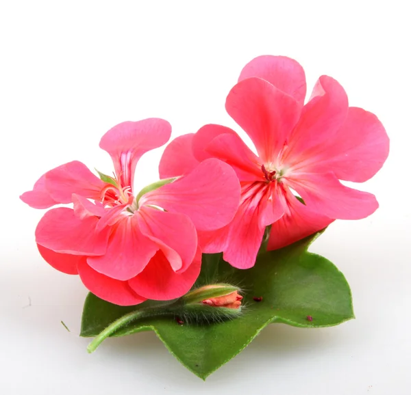 Pelargon Pelargonium — Stockfoto