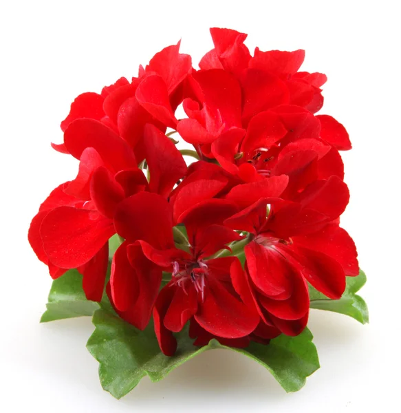 제라늄 Pelargonium — 스톡 사진