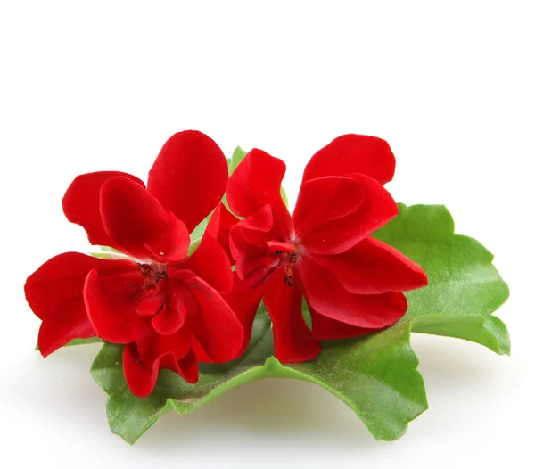 Pelargon Pelargonium — Stockfoto