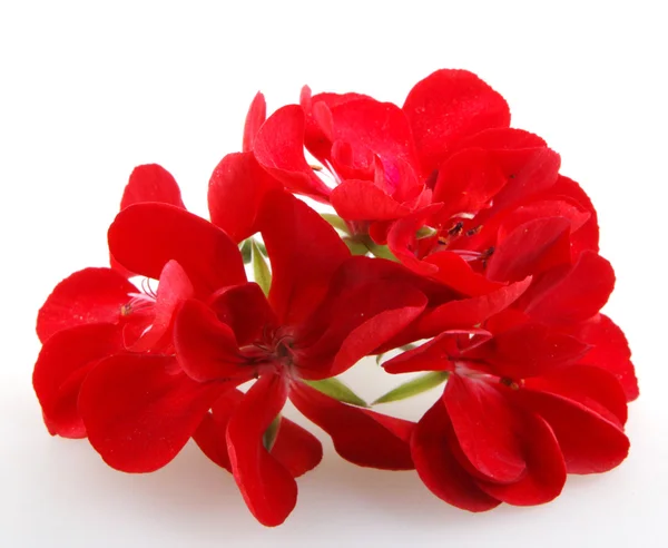 Pelargon Pelargonium — Stockfoto