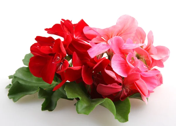 Geranio Pelargonio — Foto Stock