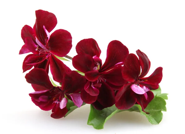 Geranio Pelargonio — Foto Stock