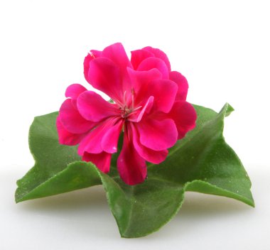 Sardunya çiçekleri