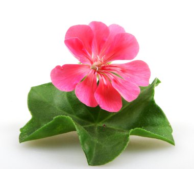 Sardunya çiçekleri