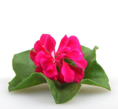 Stok Fotoğraflar - renkli görüntü