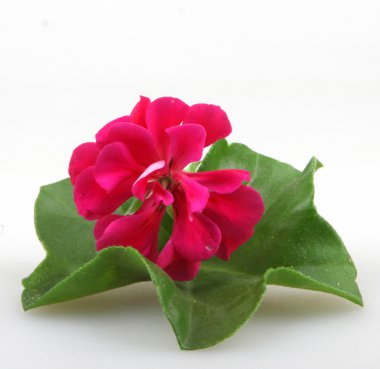 Sardunya çiçekleri