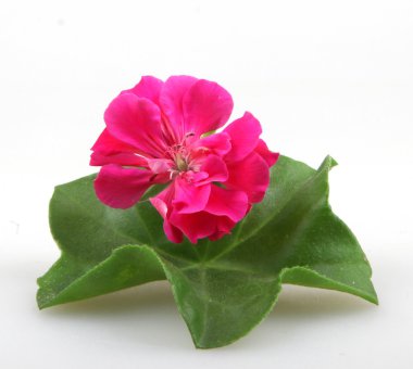 Stok Fotoğraflar - renkli görüntü