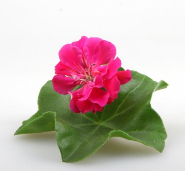 Sardunya çiçekleri